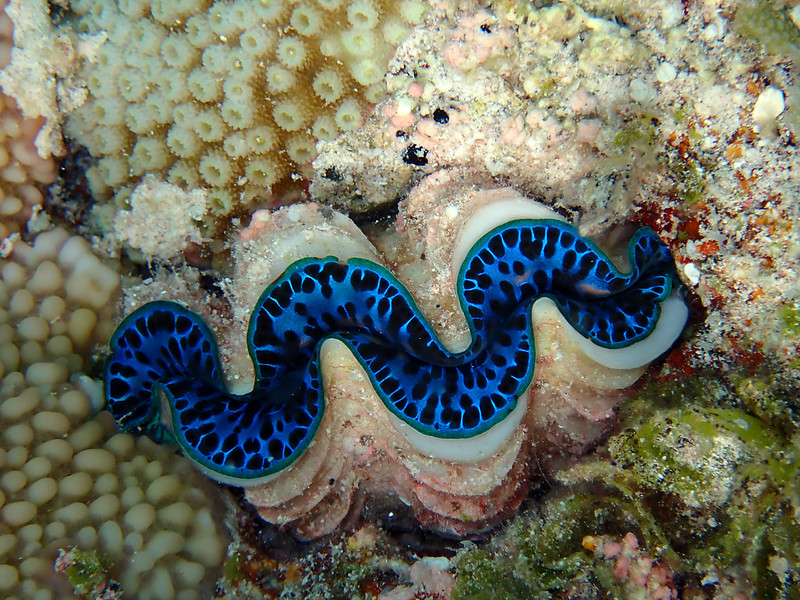 Giant clams at Rose Atoll Marine National Monument: The unique coloring and shape of a giant clam is hard to miss as they nuzzle themselves into the coral reef (Jan. 13, 2024) by Pete Leary, courtesy of USFWS - Pacific Region, public domain.