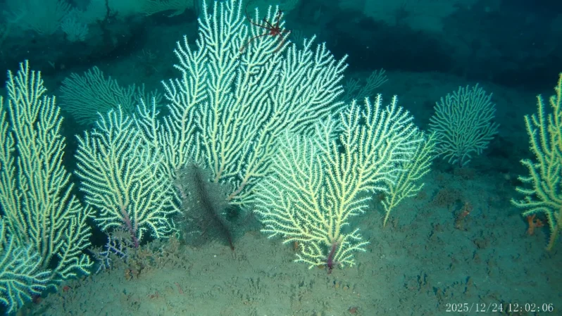 Mesophotic coral assemblage showing octocoral with an associated black coral and crinoid by Gérard Zinzindohoué courtesy of Frontiers in Marine Science CC BY 4.0.