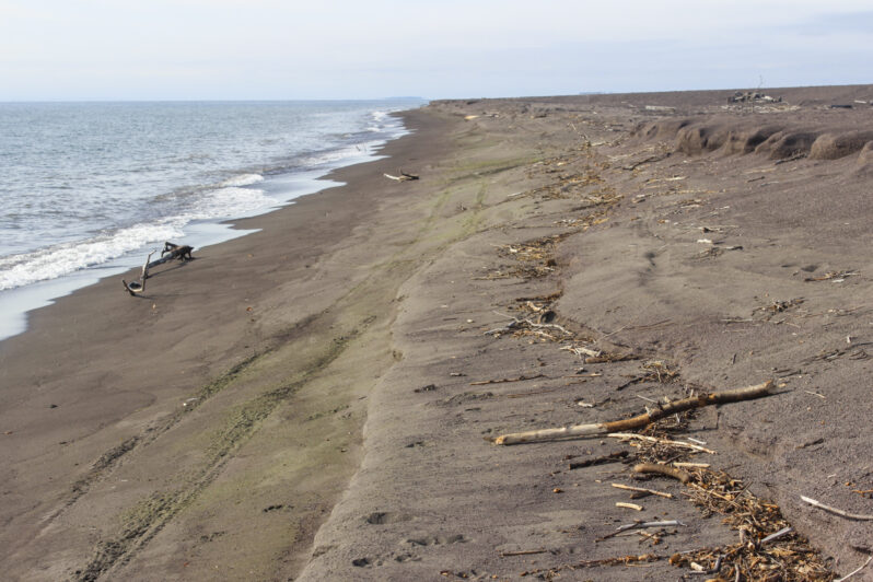 Figure 10. View south from a point downdrift of sample site GSS3 (Figure 3) showing the peculiar green color of the lower wet beach. The size-sorting of the wave swash has concentrated fine sand to clay sized sediment with concentrations of green minerals (e.g., epidote, chlorite, copper oxides). This view provides a good example of how to read indicators of past events on the beach: the scarp in background and right is from the last big seasonal storms of months ago, the woody debris lines are from the most recent storms of days ago, another mini-scarp between the upper beach with footprints and the green sand strip is from the most recent high energy waves, and the green section is from the current wave swash, partially erasing the ORV tracks.