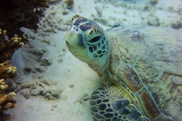 Green sea turtle, Great Barrier Reef 2013 by Tidewater Teddy, CC BY-NC 2.0via Flickr.