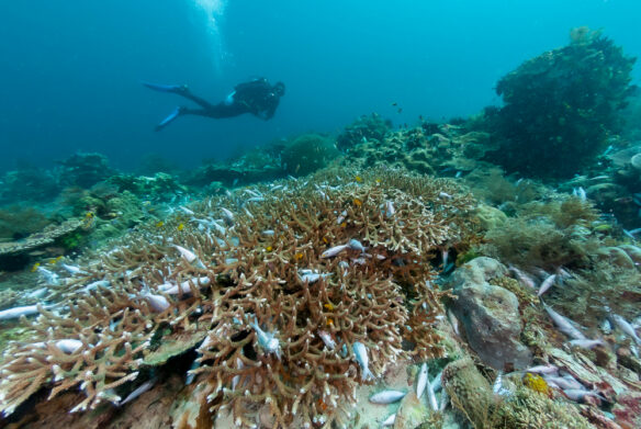 A diver swims across an area of damaged reef in the Bird's Head Seascape, Raja Ampat, West Papua (by Jones/Shimlock-Secret Sea Visions, CC BY-SA 4.0 via Wikimedia)