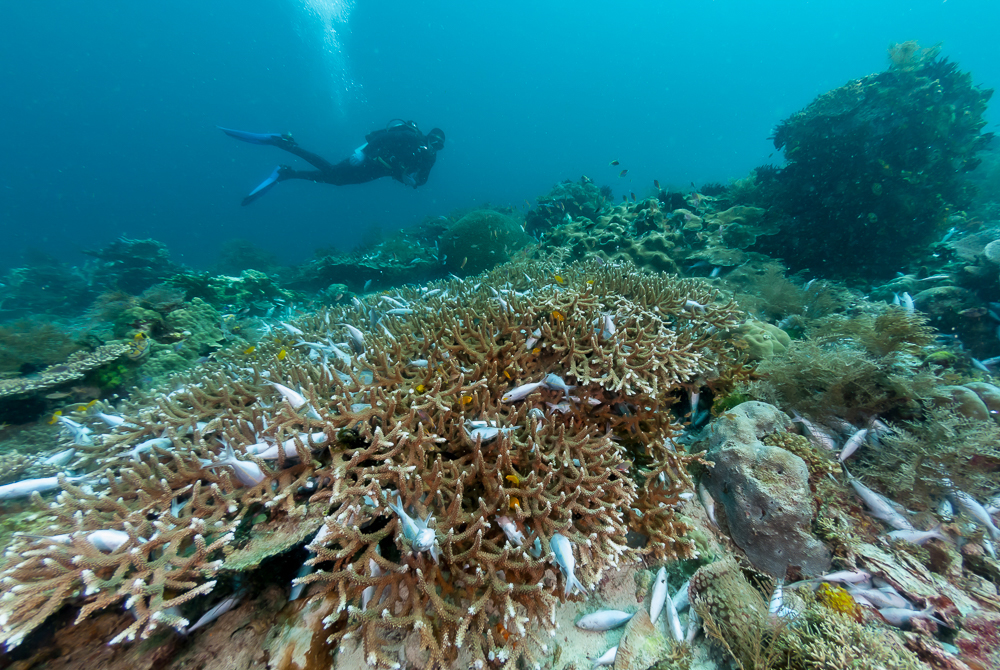 A diver swims across an area of damaged reef in the Bird's Head Seascape, Raja Ampat, West Papua (by Jones/Shimlock-Secret Sea Visions, CC BY-SA 4.0 via Wikimedia)